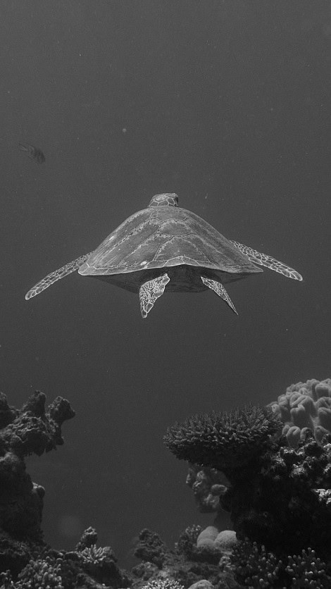 Underwater Image 1